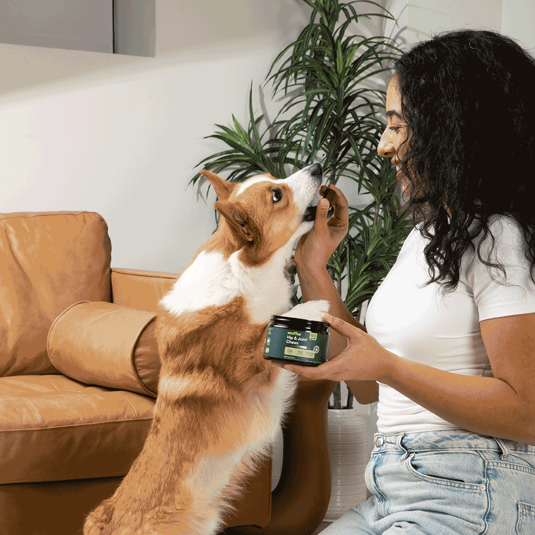 Hip & Joint Supplement Chews for Dogs